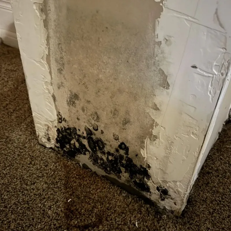 Professional Mold Removal in Big Flats, NY